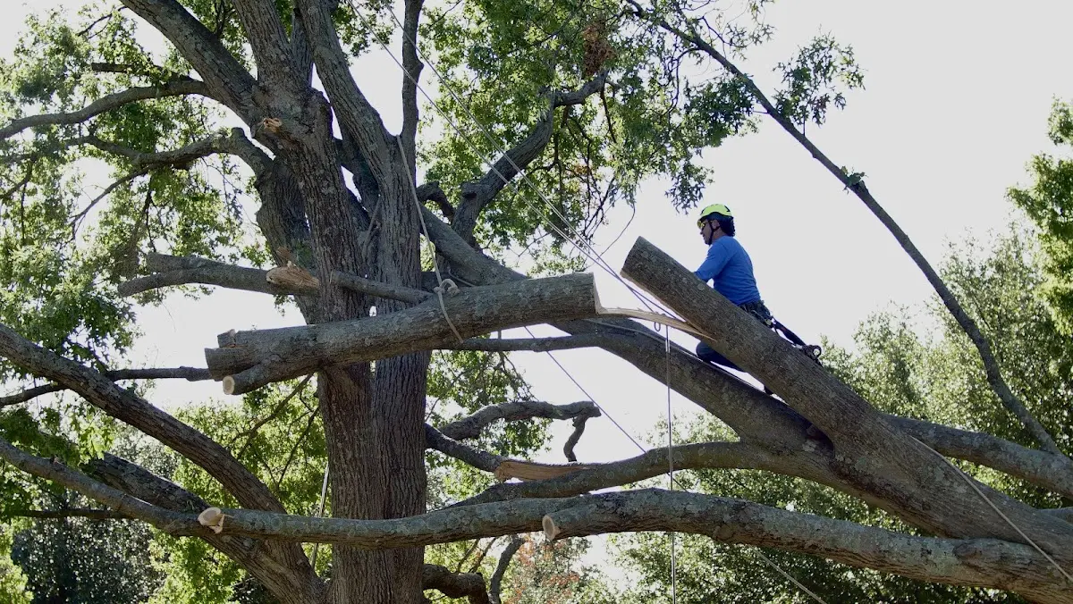 Professional Crown Thinning performed by certified arborists in Pontiac